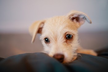 Puppy On Black Cloth