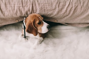 Puppy On White Surface