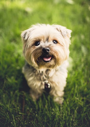 Puppy. Original public domain image | Free Photo - rawpixel