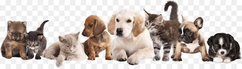 Puppy Pet sitting Dog Kitten - pets 
