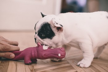 Puppy playing with a rubber toy