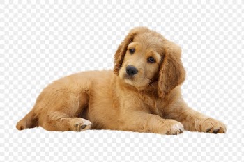 Puppy png clipart, Golden Retriever | Free PNG - rawpixel