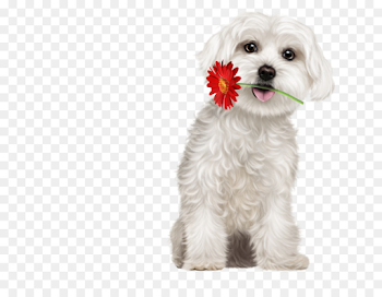 puppy png download - 700*700 - Free Transparent Maltese Dog png ...