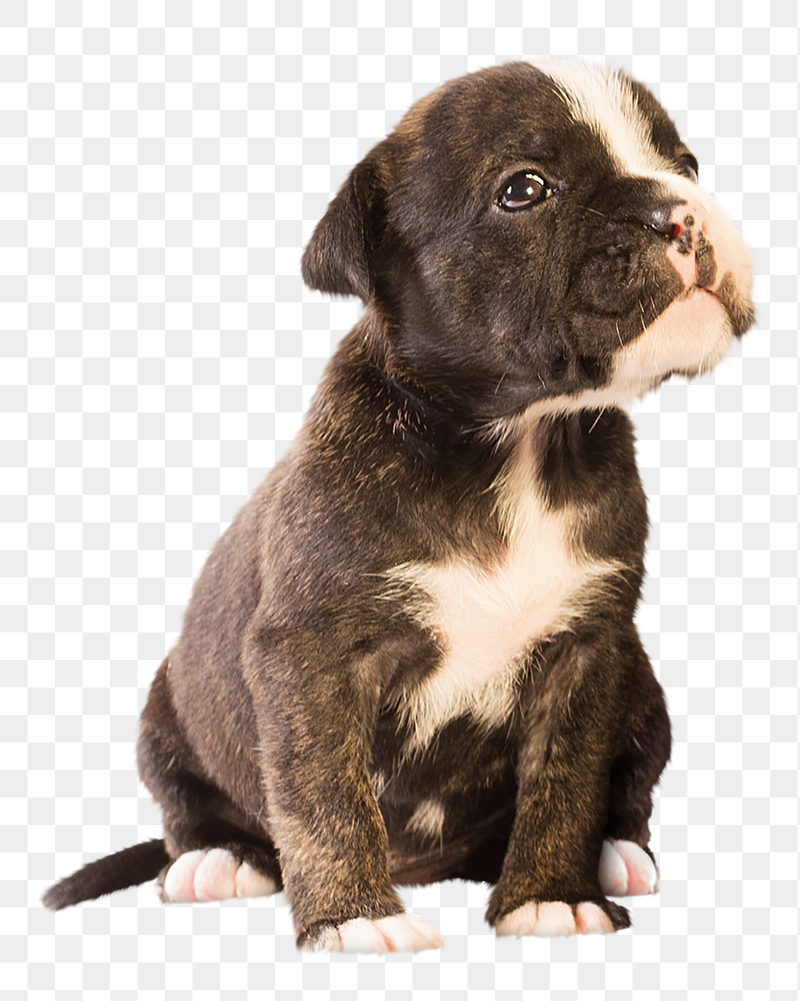Puppy png Staffordshire Bull Terrier | Free PNG - rawpixel