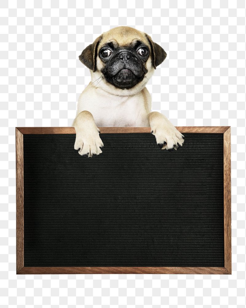 Puppy school png blackboard sticker, | Free PNG - rawpixel