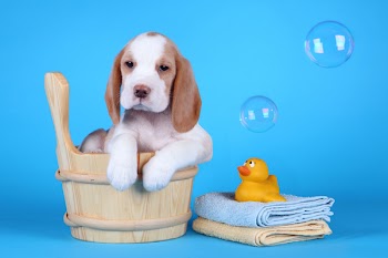  puppy sitting in a tub with bubbles and a rubber ducky ready for his bath