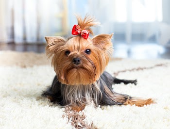 puppy yorkshire terrier indoor