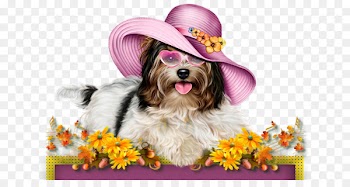 Puppy Yorkshire Terrier Poodle Cat Clip art - puppy 