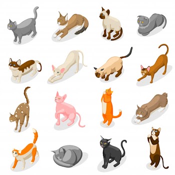 Purebred cats isometric icons Free Vector