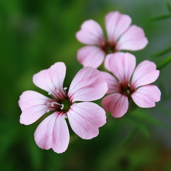 Purple 5 Petal Flower