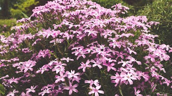Purple 5 Petal Flower Image during Daytime
