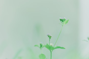 Purple Ageratum Flowers Selective-focus Photography