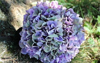 Purple and Green Hydrangea Macrophylla Flower in Bloom