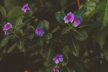 Purple and Green Leaf Plant