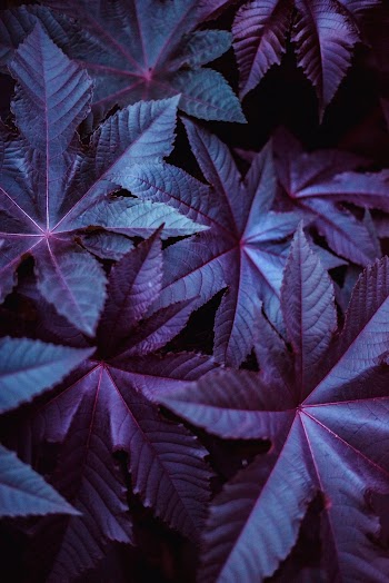 Purple and Green Leafy Plant