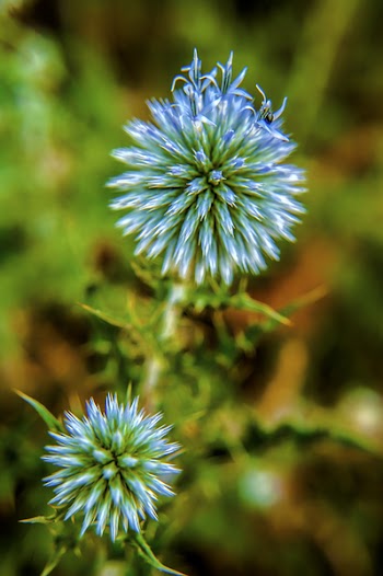 Purple and Green Petaled Flower