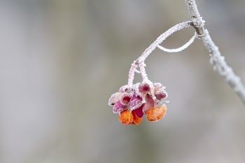 Purple and Orange Flower
