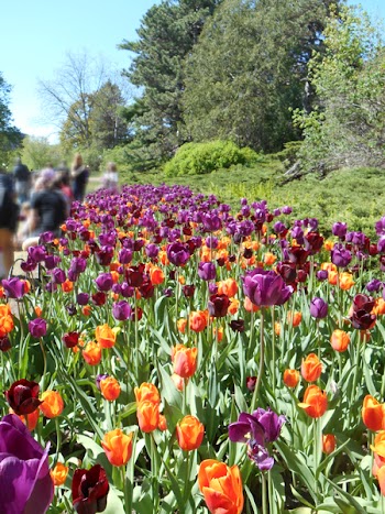 Purple and Orange Flowers