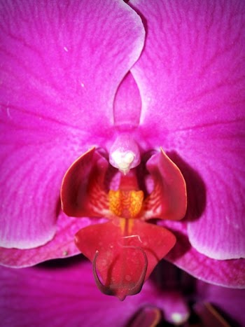 Purple and Pink Moth Orchid Flower