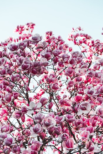 Purple and Pink Sakura Tree Photography