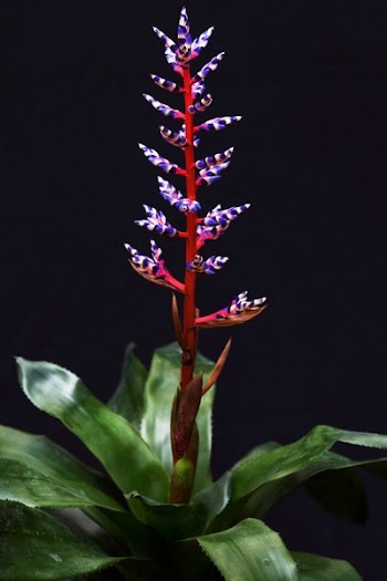 Purple and Red Bromeliad Flower in Bloom