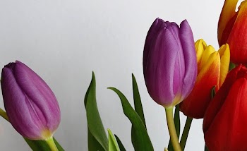 Purple and Red Tulip Flowers Near White Wall