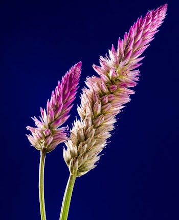 Purple and White Clustered Flower