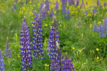 Purple and White Flower