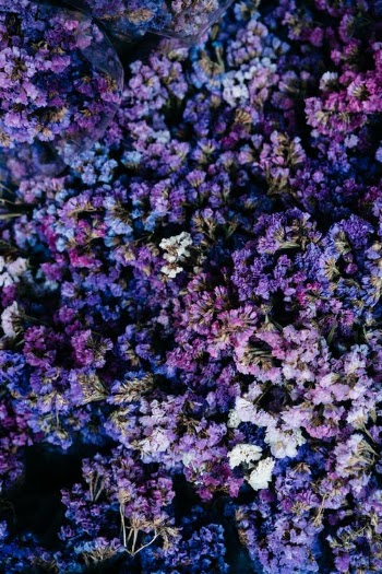 Purple and White Flower Field · Free Stock Photo