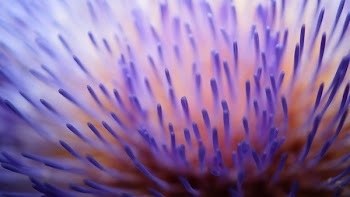 Purple and White Flower in Micro Sd Lens