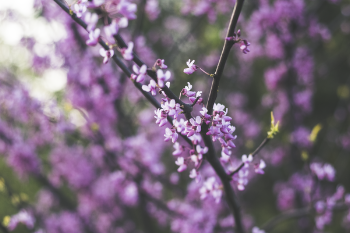 Purple and White Flowers