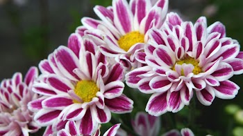 Purple-and-white Flowers