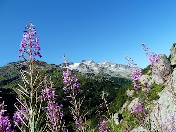 Purple and White Flowers Near Green Grass during Daytime