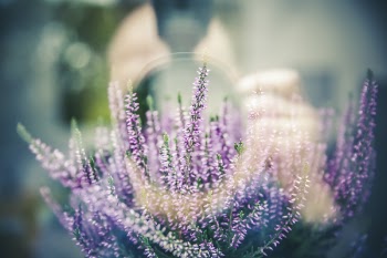 Purple and White Long Flower Blooms during Daytime