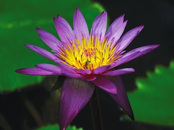Purple and Yellow Flower