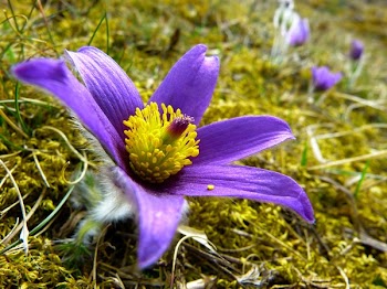 Purple and Yellow Flower