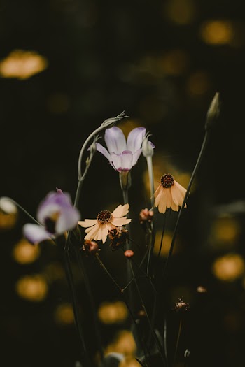 Purple and Yellow Flowers