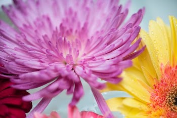 purple and yellow flowers