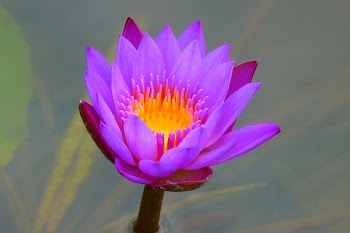 Purple and Yellow Petaled Flower