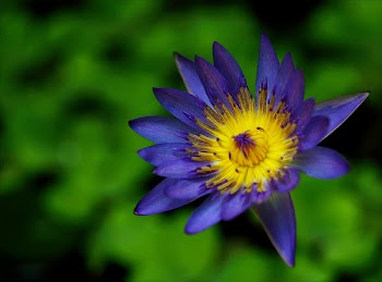 Purple and Yellow Waterlily Flower