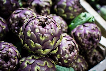 Purple artichoke 