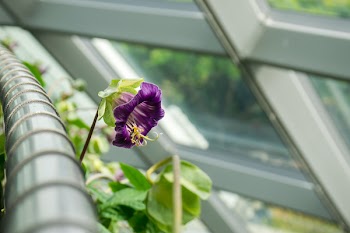 Purple Bellflower 