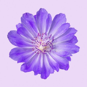Purple bitterroot, flower collage element | Free PSD - rawpixel