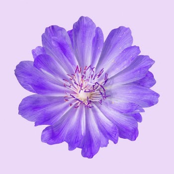 Purple bitterroot, spring flower clipart | Free Photo - rawpixel