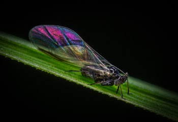 Purple, Black, and Brown Cicada on Green Leaf