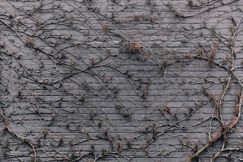 Purple Brick Wall Covered In Vines Texture