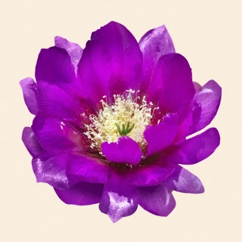 Purple cactus flower clipart psd | Free PSD - rawpixel