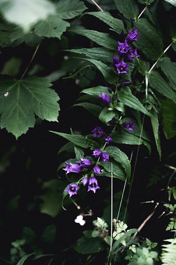 Purple Campanula Flowers Closeup Photography
