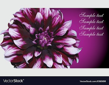 Purple Chrysanthemum Design vector image