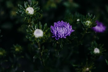 Purple Chrysanthemum Flowers in Close-up Photo